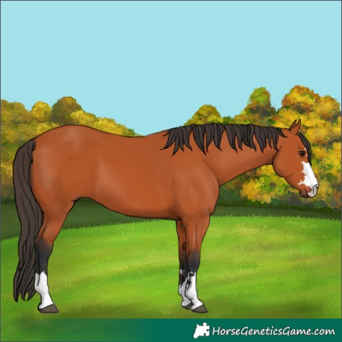Horse Color:Bay 