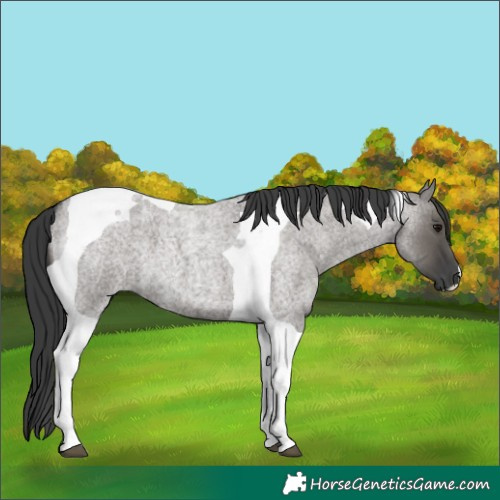 Horse Color:Grullo Roan Tobiano