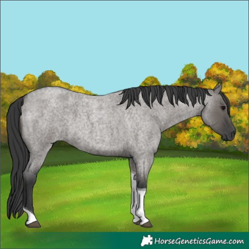 Horse Color:Grullo Roan Tobiano