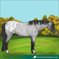 Horse Color:Blue Roan Appaloosa 