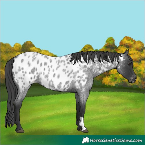 Horse Color:Blue Roan Appaloosa