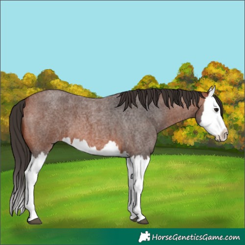 Horse Color:Bay Roan Splash