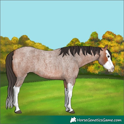 Horse Color:Bay Roan Splash 