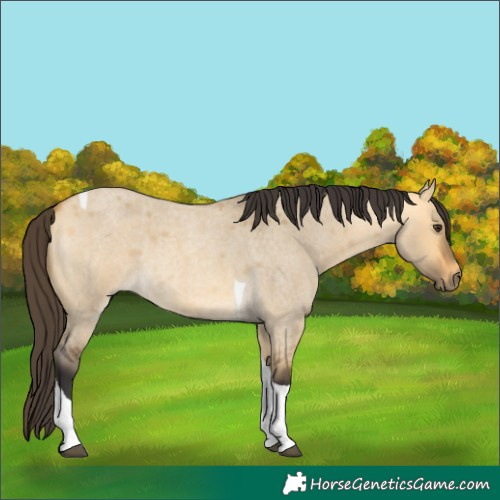 Horse Color:Buckskin Roan Dun Tobiano 