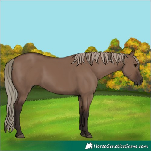 Horse Color:Liver Red Dun Rabicano 