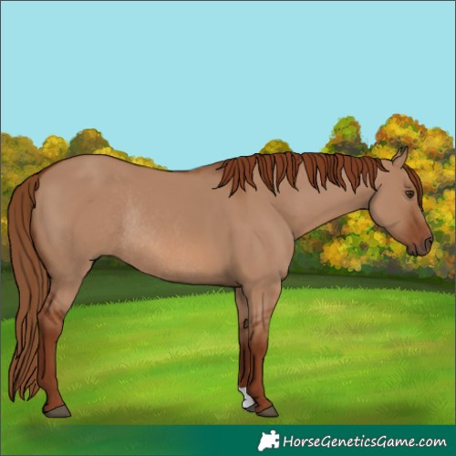 Horse Color:Red Dun Rabicano