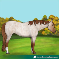 Horse Color:Red Dun Roan Rabicano 