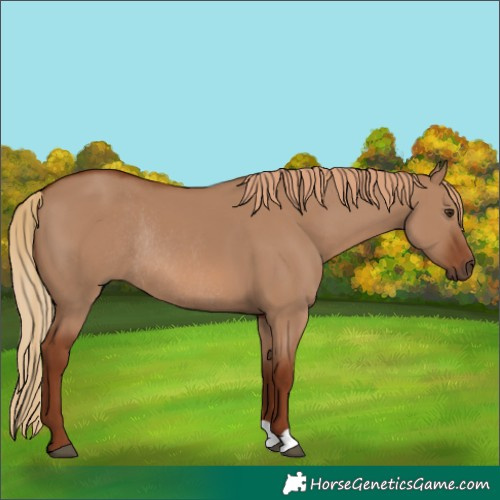 Horse Color:Red Dun Rabicano 