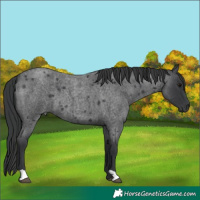 Horse Color:Blue Roan