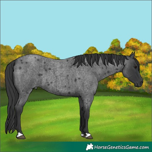 Horse Color:Blue Roan