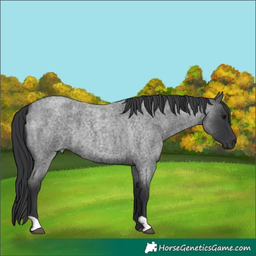 Horse Color:Blue Roan 