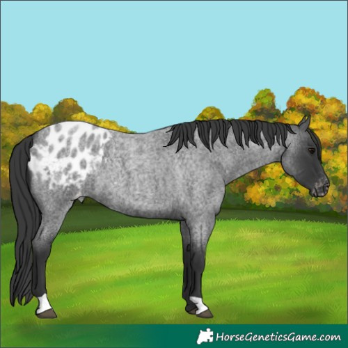 Horse Color:Blue Roan Appaloosa