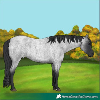 Horse Color:Blue Roan