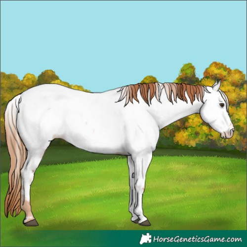 Horse Color:Red Roan Appaloosa