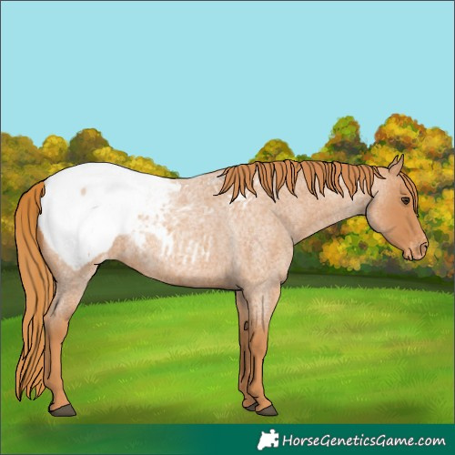 Horse Color:Red Roan Appaloosa 
