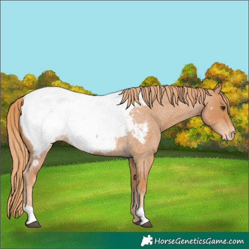 Horse Color:Red Roan Appaloosa