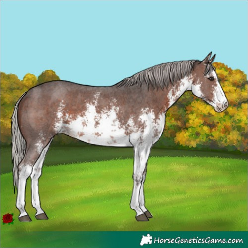 Horse Color:White Spotted Silver Brown Sabino Rabicano