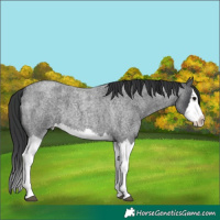 Horse Color:Blue Roan Splash 
