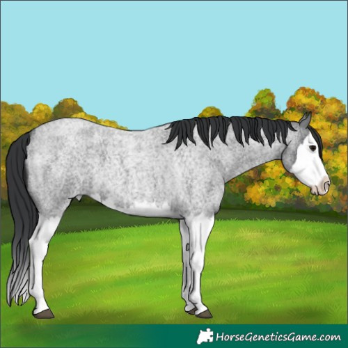 Horse Color:Blue Roan Splash