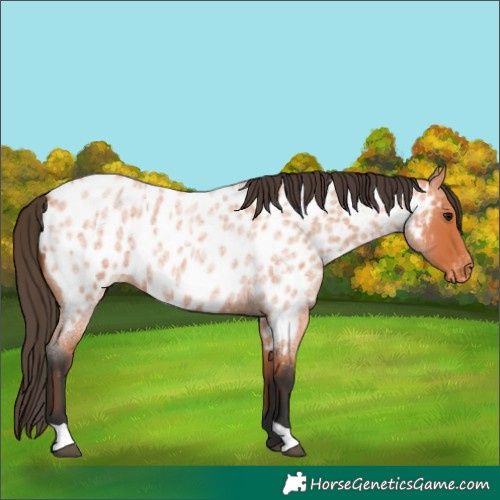 Horse Color:Unknown 