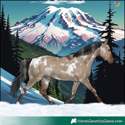 Horse Color:White Spotted Liver Red Dun Rabicano