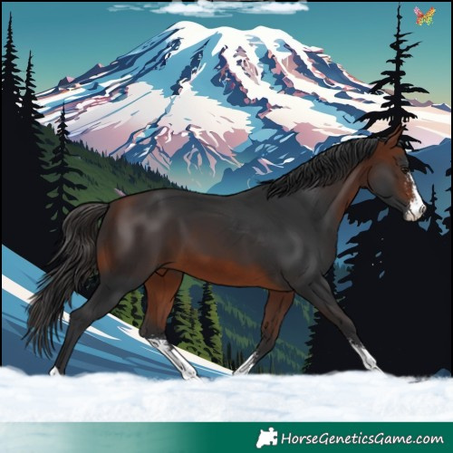 Horse Color:Bay Sabino