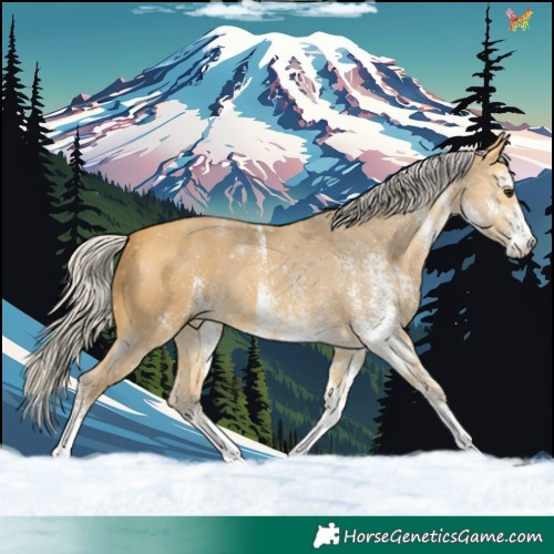 Horse Color:White Spotted Silver Buckskin