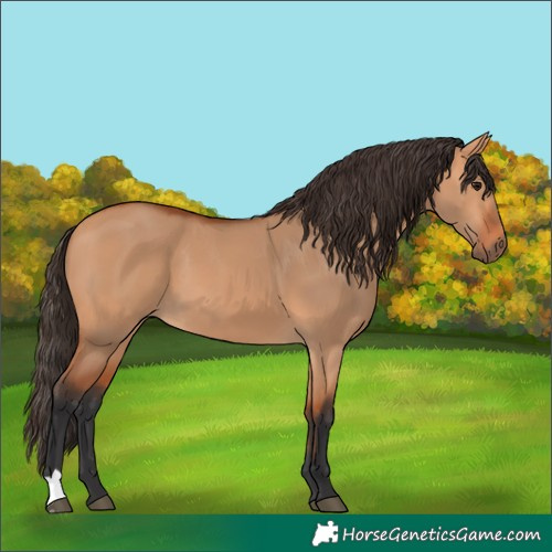 Horse Color:Bay Dun
