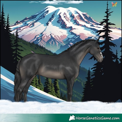 Horse Color:Black Appaloosa