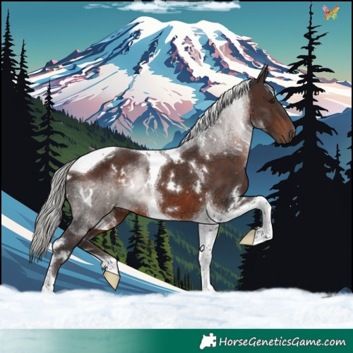 Horse Color:White Spotted Silver Brown Tobiano