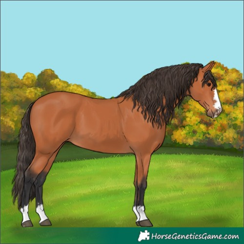 Horse Color:Bay 