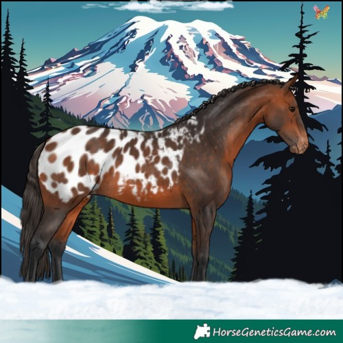Horse Color:Bay Appaloosa 