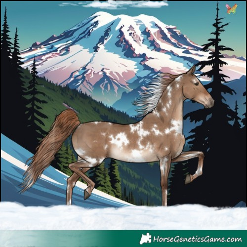Horse Color:White Spotted Liver Red Dun Rabicano 