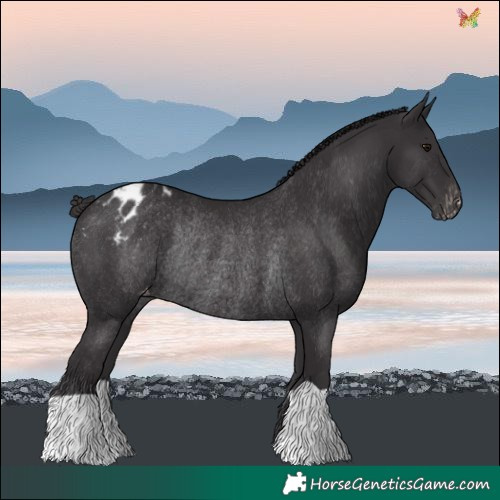 Horse Color:Smoky Black Blanket Rabicano