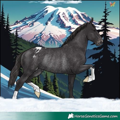 Horse Color:Smoky Black Appaloosa Rabicano