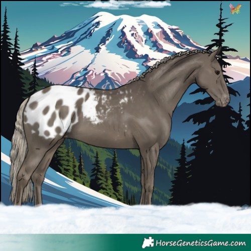 Horse Color:Silver Smoky Black Appaloosa 