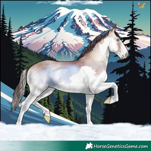 Horse Color:Classic Champagne Onyx Splash 