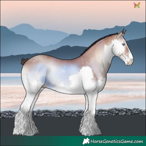 Horse Color:Classic Champagne Onyx Splash