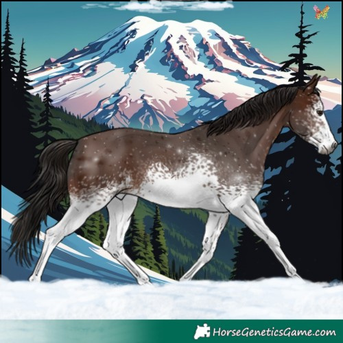 Horse Color:Gray White Spotted Bay 