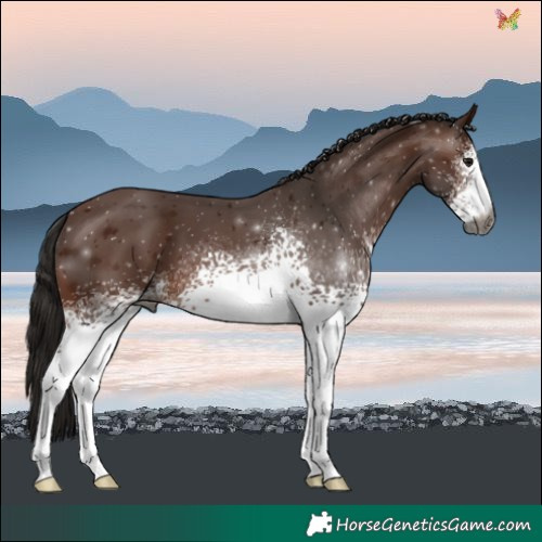 Horse Color:Gray White Spotted Bay