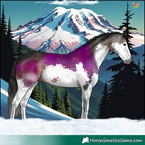 Horse Color:Gray Brown Splash