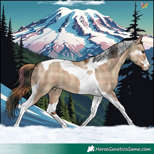 Horse Color:Plaid Liver Red Dun Tobiano