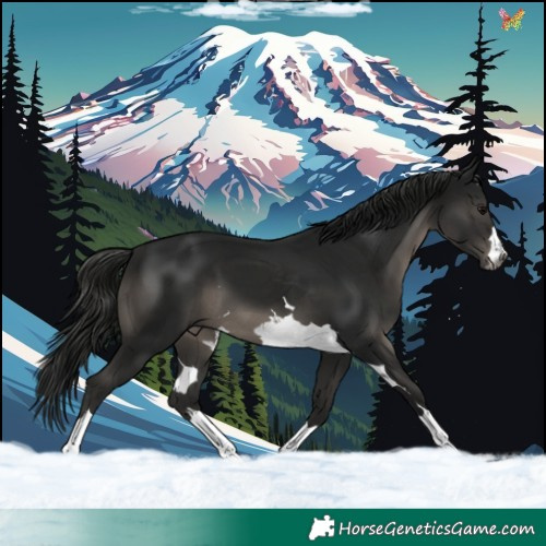 Horse Color:Gray Black