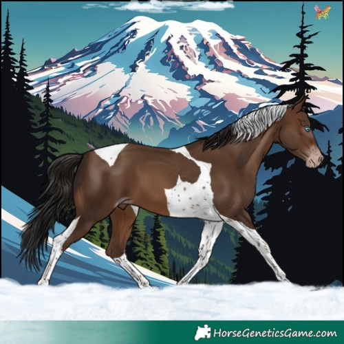 Horse Color:Gray Sable Champagne Tobiano 