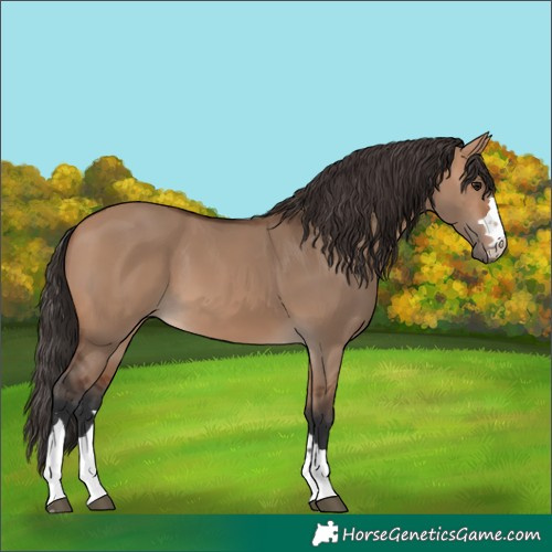 Horse Color:Unknown 