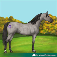 Horse Color:Smoky Grullo Roan 