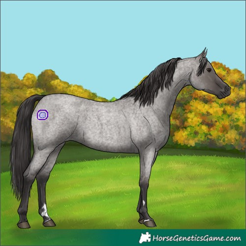 Horse Color:Smoky Grullo Roan