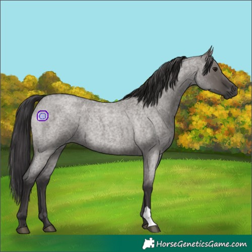 Horse Color:Smoky Grullo Roan