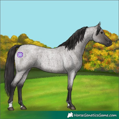 Horse Color:Smoky Grullo Roan