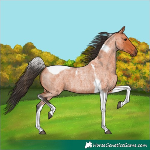 Horse Color:Bay Roan Tobiano